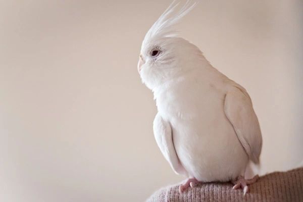 albino cockatiel