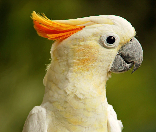 Choosing a pet bird - cockatoo