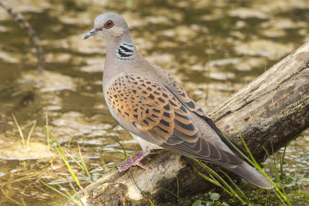 a european turtle dove standing on wood in a lake under the sunlight