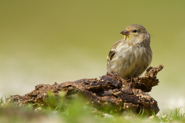 cute carduelis finch resting on a trunk