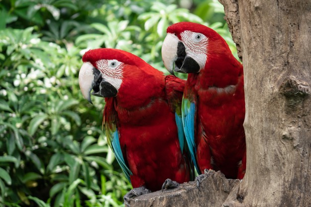 Choosing a pet bird - macaw