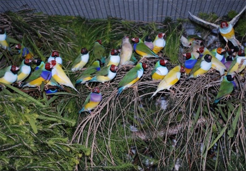 Several ornamental birds are breeding - Several ornamental birds are breeding
