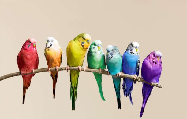 6 birds with various and beautiful colors