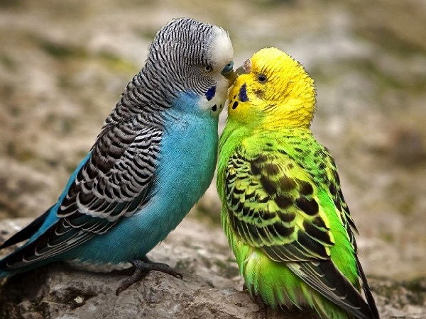 tow Budgerigars