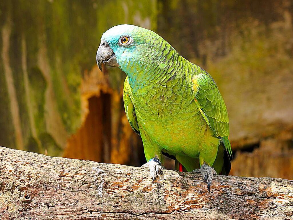  Melange Parrot