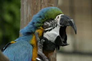 Parrot scratching its head