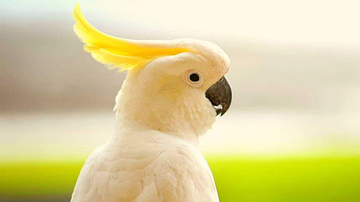 close cockatoo