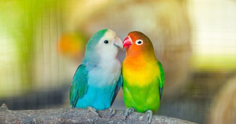tow lovebirds (Brazilian parrots)
