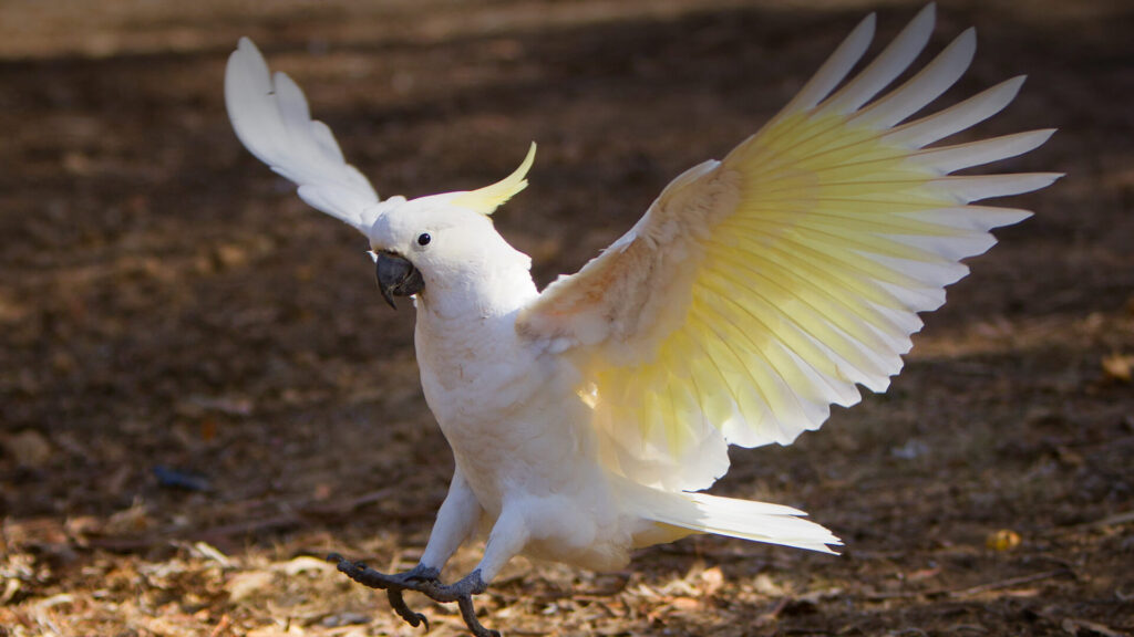 the white cockatoo