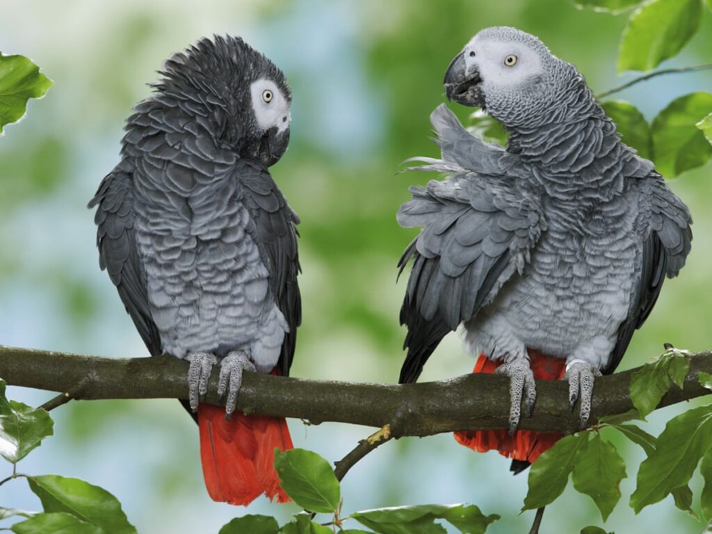 gray parrot