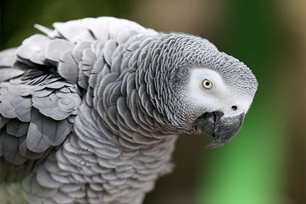 gray parrot 