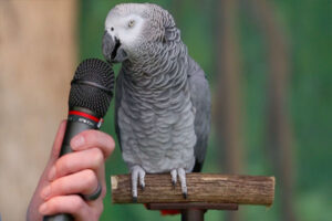 speak gray parrot