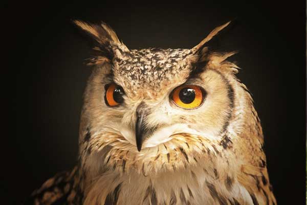 owl's eyes