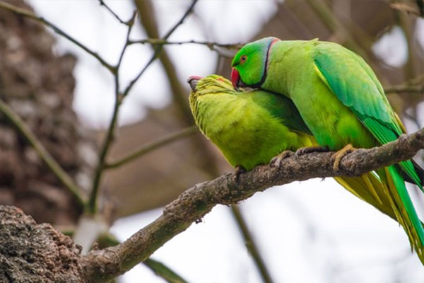 Rose-ringed parrots on tree