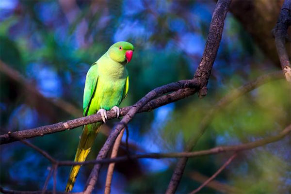 Rose-ringed parakeet on a tree