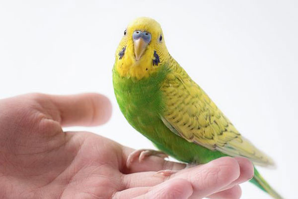 train with green and yellow budgerigar to talk