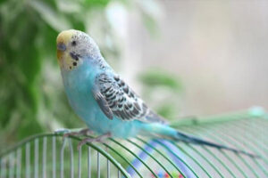 blue budgerigar speaking top cage