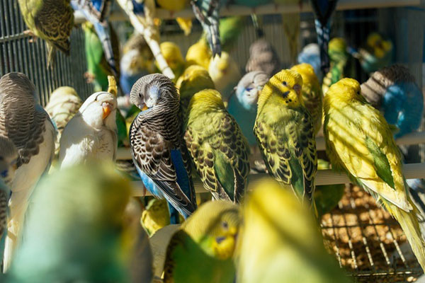 budgerigars in cage - How do you train budgerigar to talk?