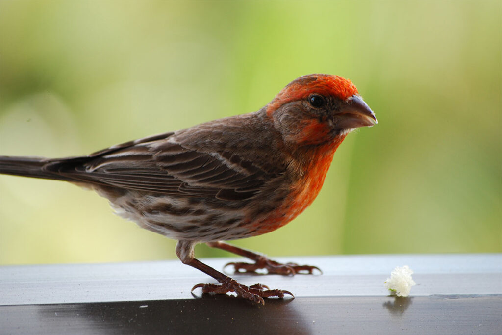 Red head finch eating seeds