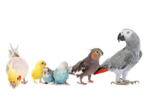 left to right: cockatiel, lovebird budgerigar,grey cockatiel, grey parrots, 10 birds that can talk like humans