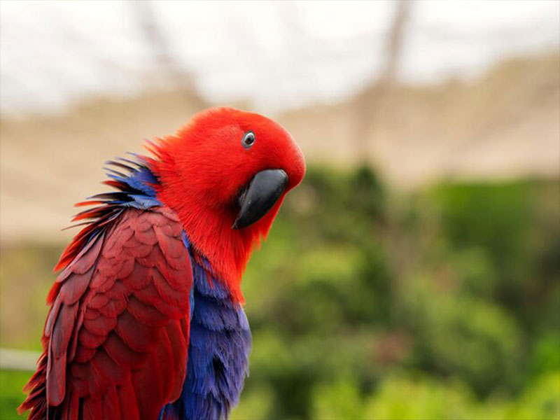 Eclectus Parrot see you