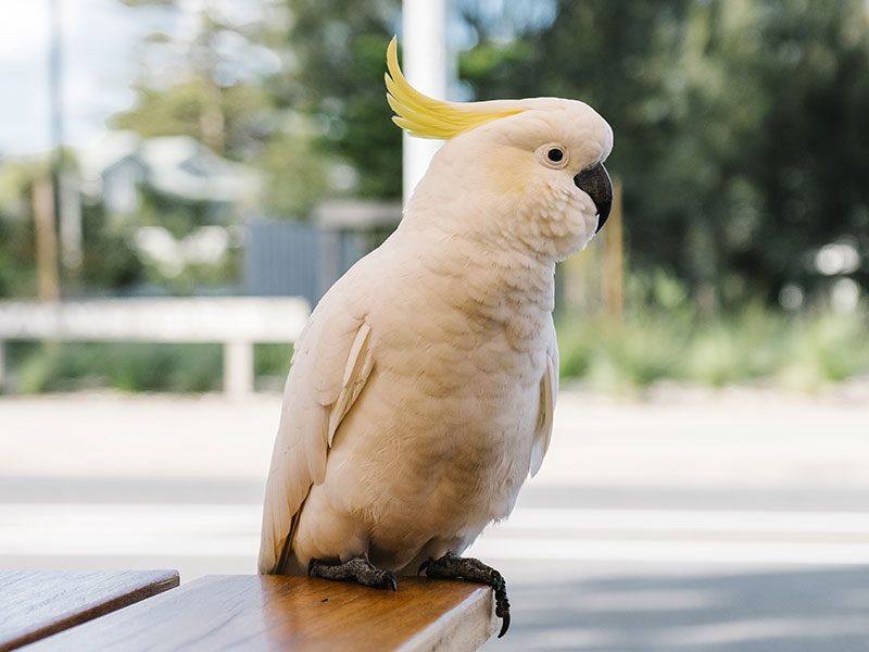 cacatoo birds that can talk like humans