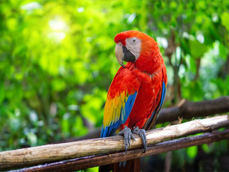 macaw seat on tree