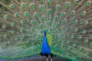a peacock - What is peacock food?