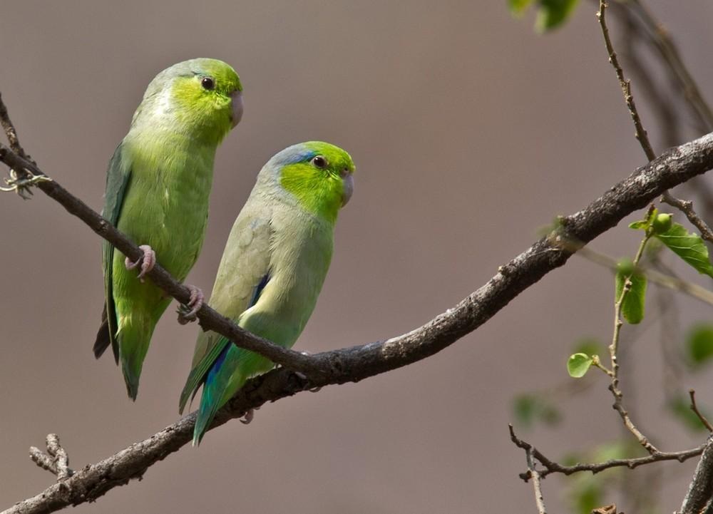 tow protlet parrots