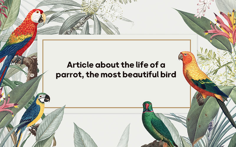 parrots , cacatoo , Article about the life of a parrot, the most beautiful bird