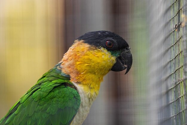 Familiarity with the features and characteristics of the Caique parrot