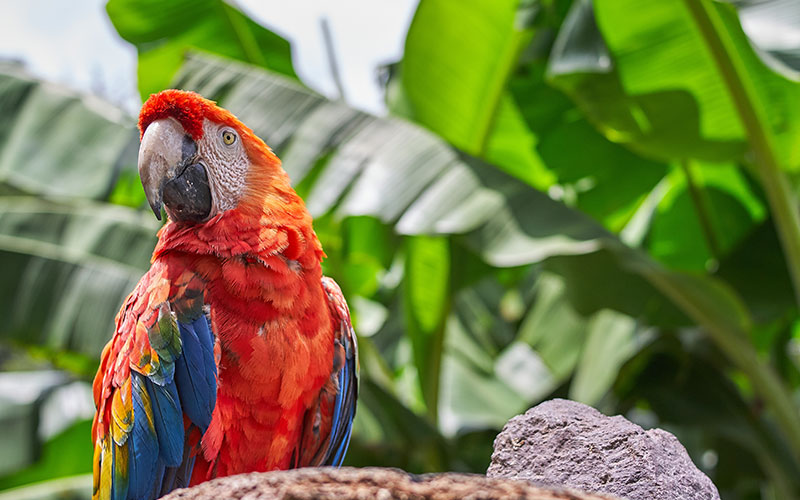 parrots Article about the life of a parrot, the most beautiful bird