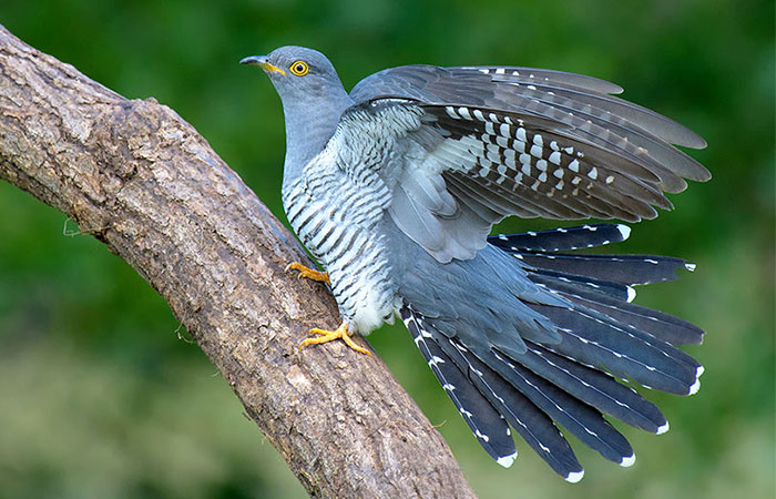 Cuckoo bird and its strange life, the introduction of Cuckoo species