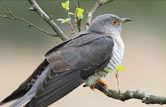 Cuckoo on tree