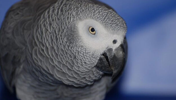 grey parrot food