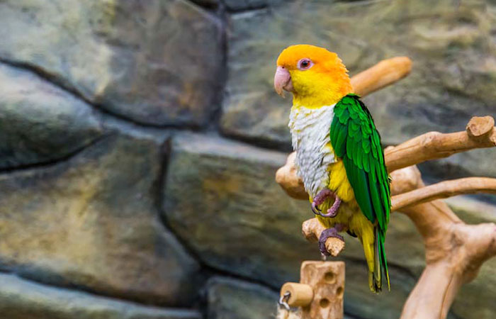 Caique parrot feed