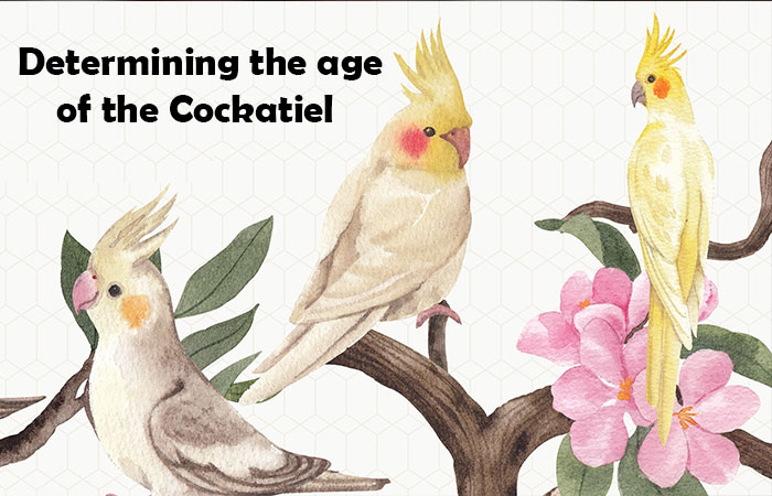 Determining the age of the Cockatiel