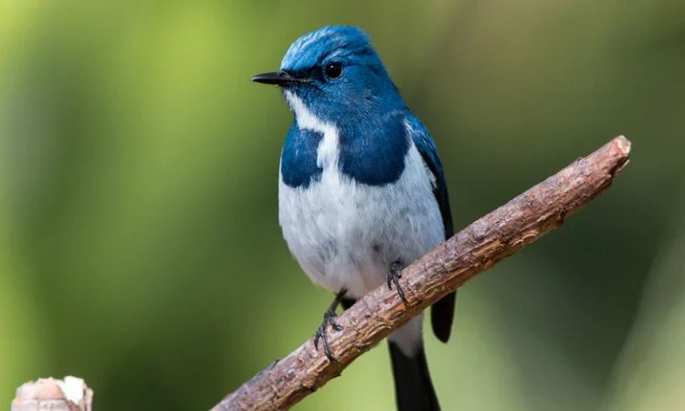 Which birds have beautiful songs?