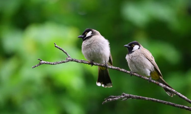 Which birds have beautiful songs?