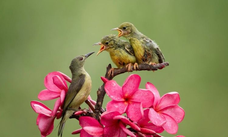 Evolution in birds