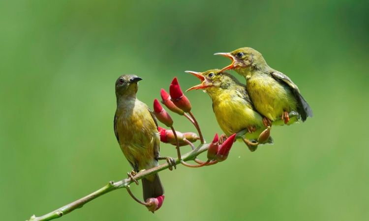 Evolution in birds