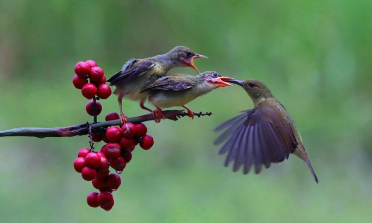 Evolution in birds