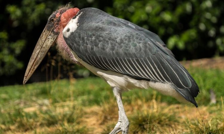 Introducing Australian native birds