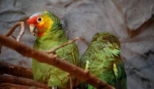 Depression in Parrots