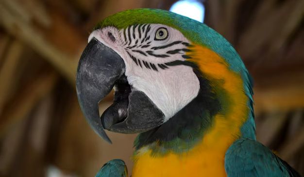 Depression in Parrots