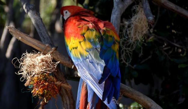 Depression in Parrots