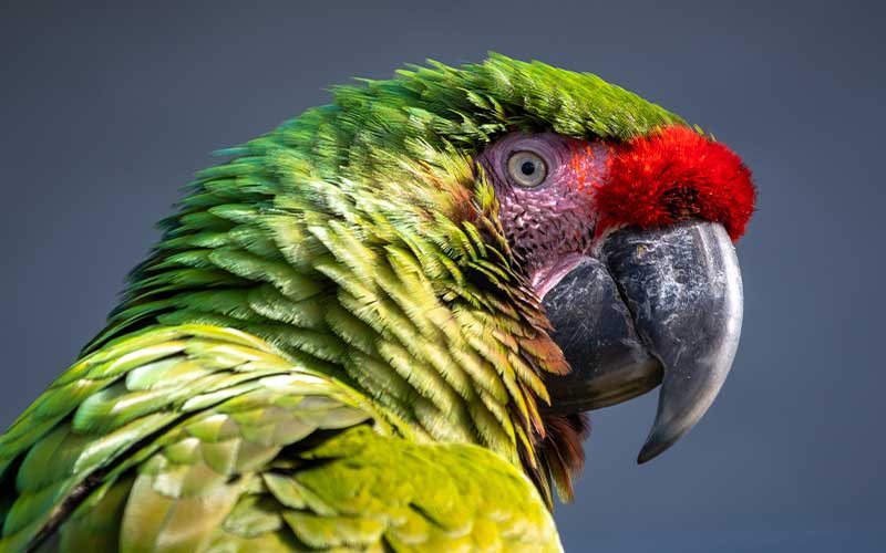 Parrot Care, A Complete Guide