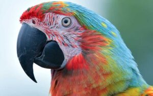 Parrot Care, A Complete Guide